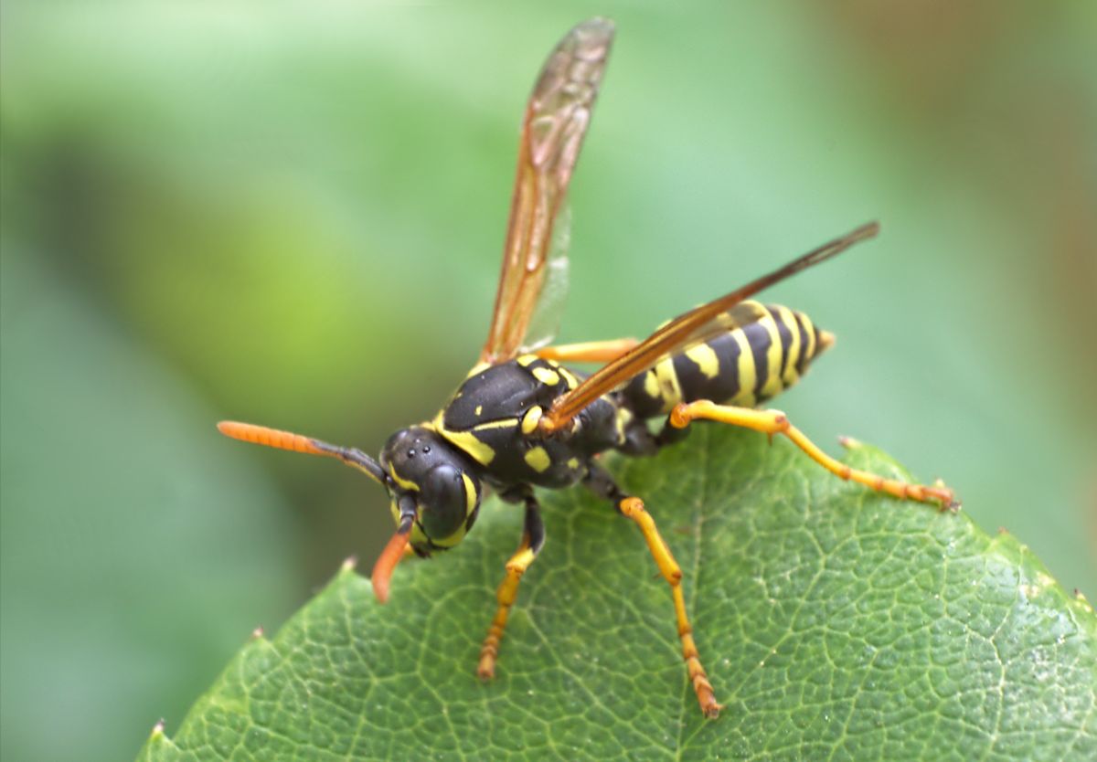 Polistes nimpha, Vespidae